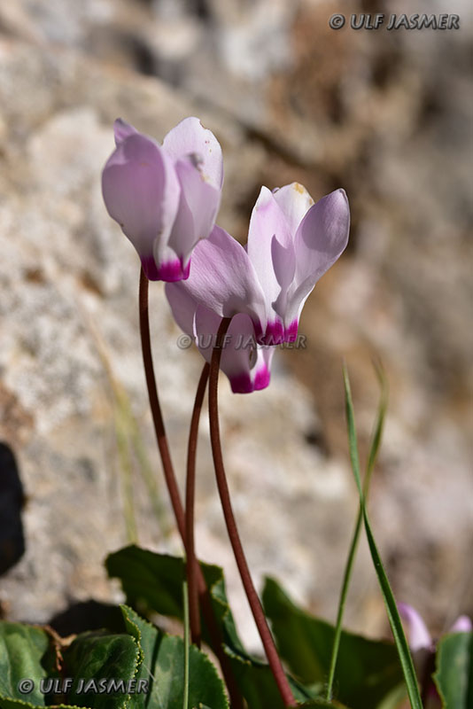 Jordanien Ajloun